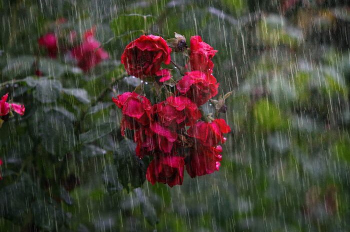 heavy rain